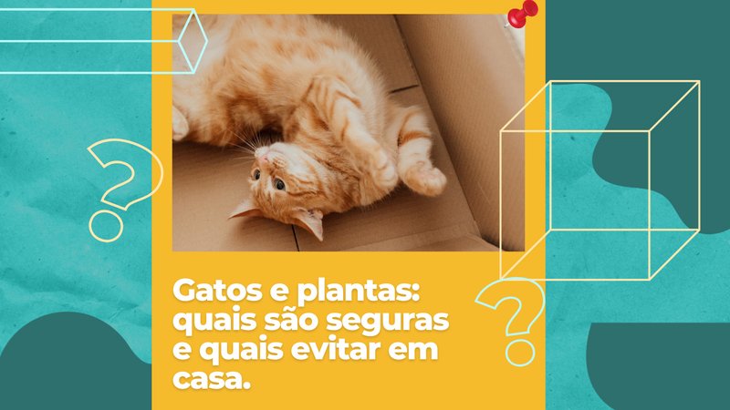 Gatos e plantas: quais são seguras e quais evitar em casa. - Lifeasy42