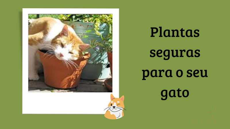 Guia para Amantes de Gatos: Plantas Seguras e Evitar em Casa - Lifeasy42