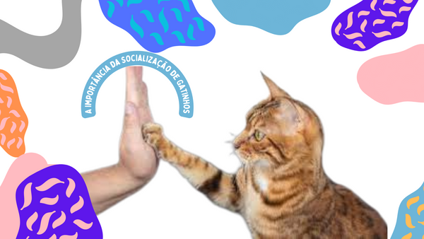 A Importância da Socialização de Gatinhos: Como Criar um Gato Bem Ajustado - Lifeasy42