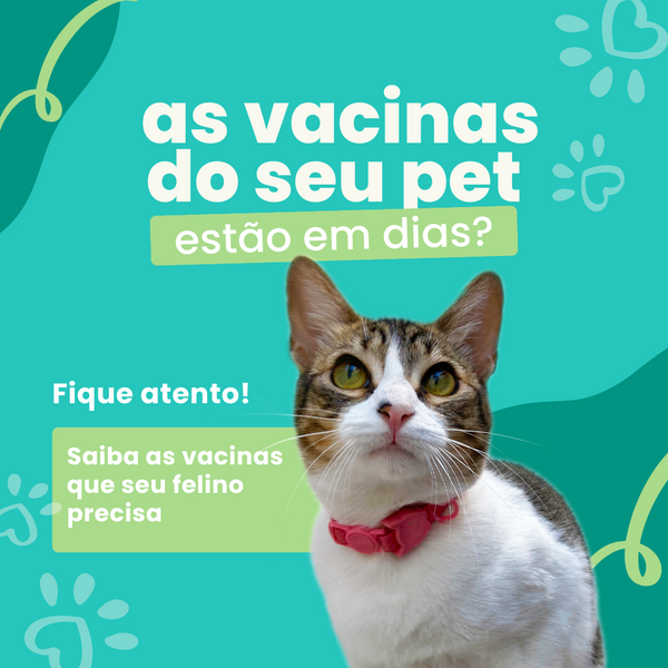 Vacinação para Gatos no Brasil: Proteja Seu Felino Contra Doenças - Lifeasy42