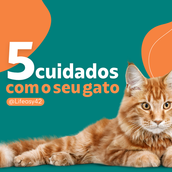Amor e Cuidados: Os 5 Principais Cuidados para o seu Gato - Lifeasy42