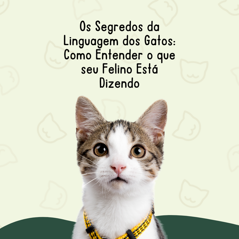 Os Segredos da Linguagem dos Gatos: Como Entender o que seu Felino Está Dizendo - Lifeasy42