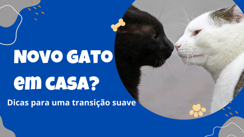 Como introduzir um novo gato em sua casa: Dicas para uma transição suave - Lifeasy42