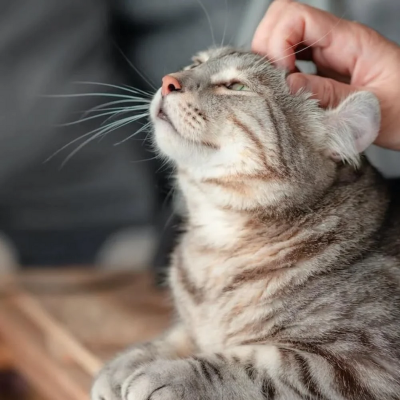 Pet Calm- Difusor de feromônios calmantes para pets